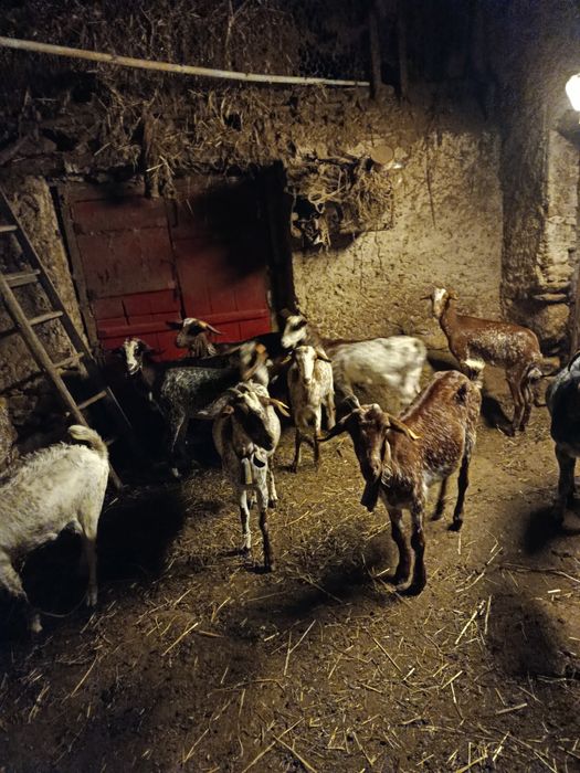 Cabras floridas e crias .