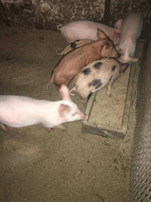 Продажа маленьких поросят