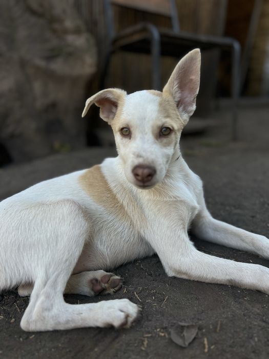 Лейла щенок девочка