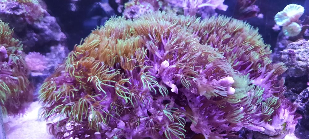 Koralowiec pachyclavularia morskie
