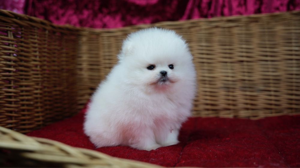 Oferuję prześliczną suczkę rasy Pomeranian