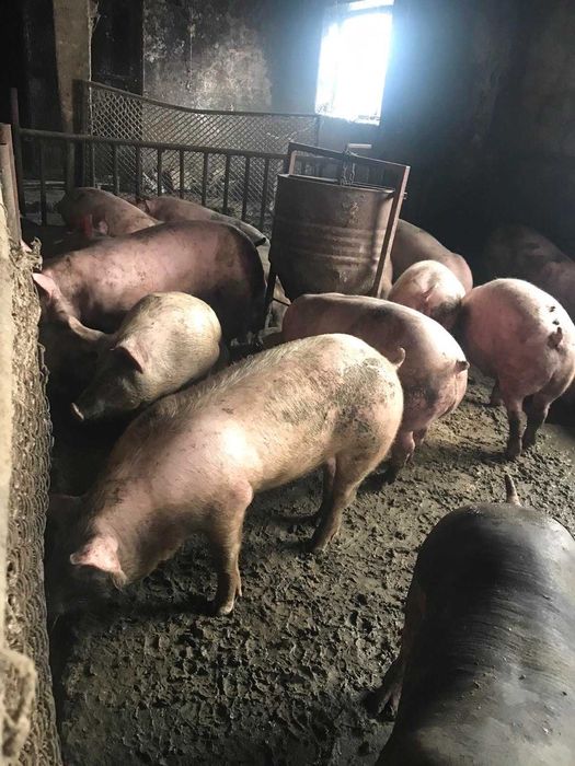 Продам свині живою вагою