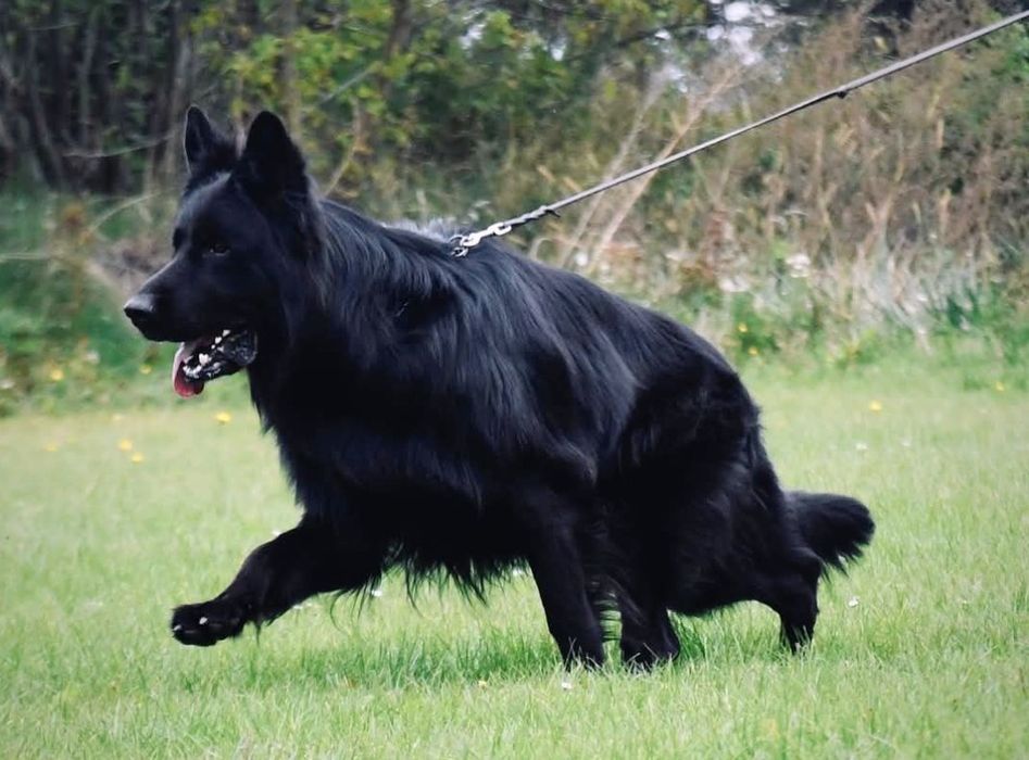 Ostatnia wolną mocna sunia potęga szczeniak owczarek niemieckiego