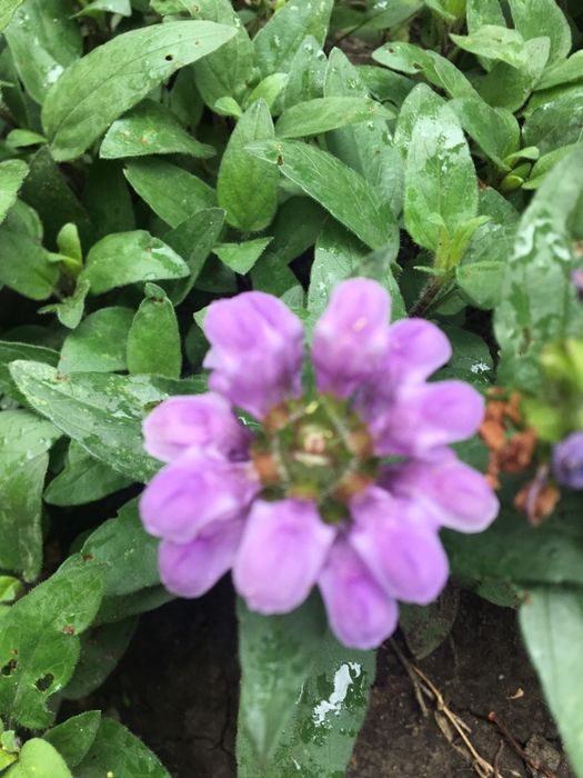 Цветы садовые