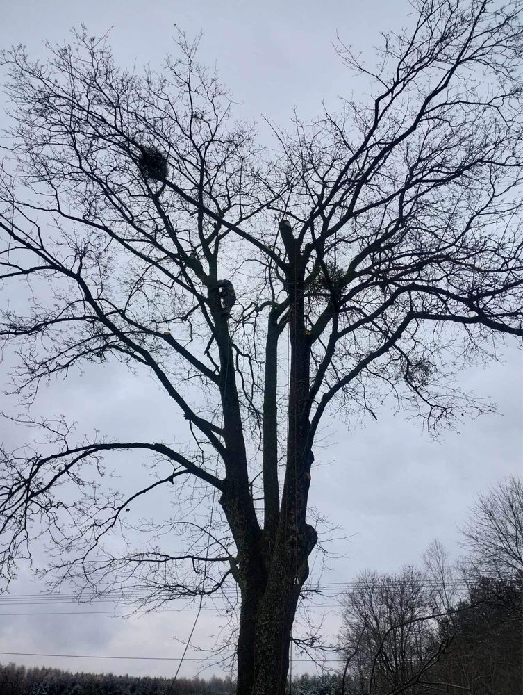 Wycinka drzew metodą tradycyjną / alpinistyczną