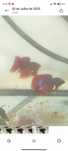 Bettas vermelhos e azuis