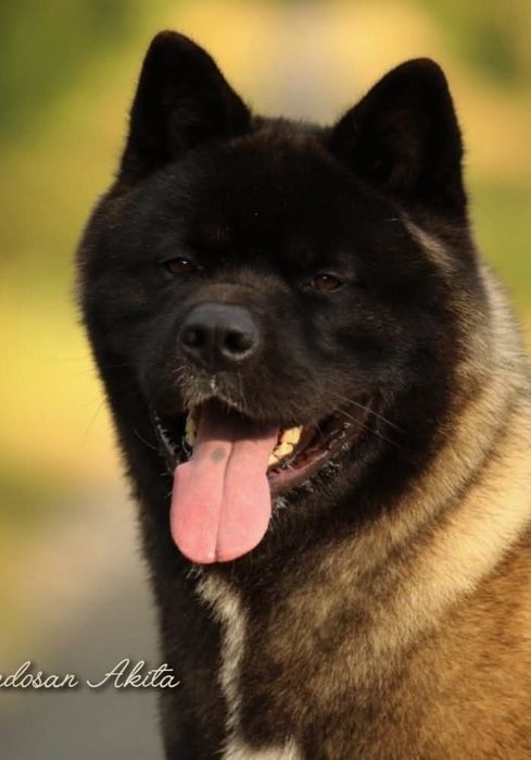 Akita Amerykańska  Himeko Hirrani  FCI