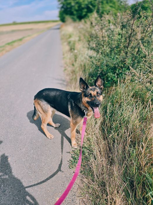 Dżina w typie owczarka