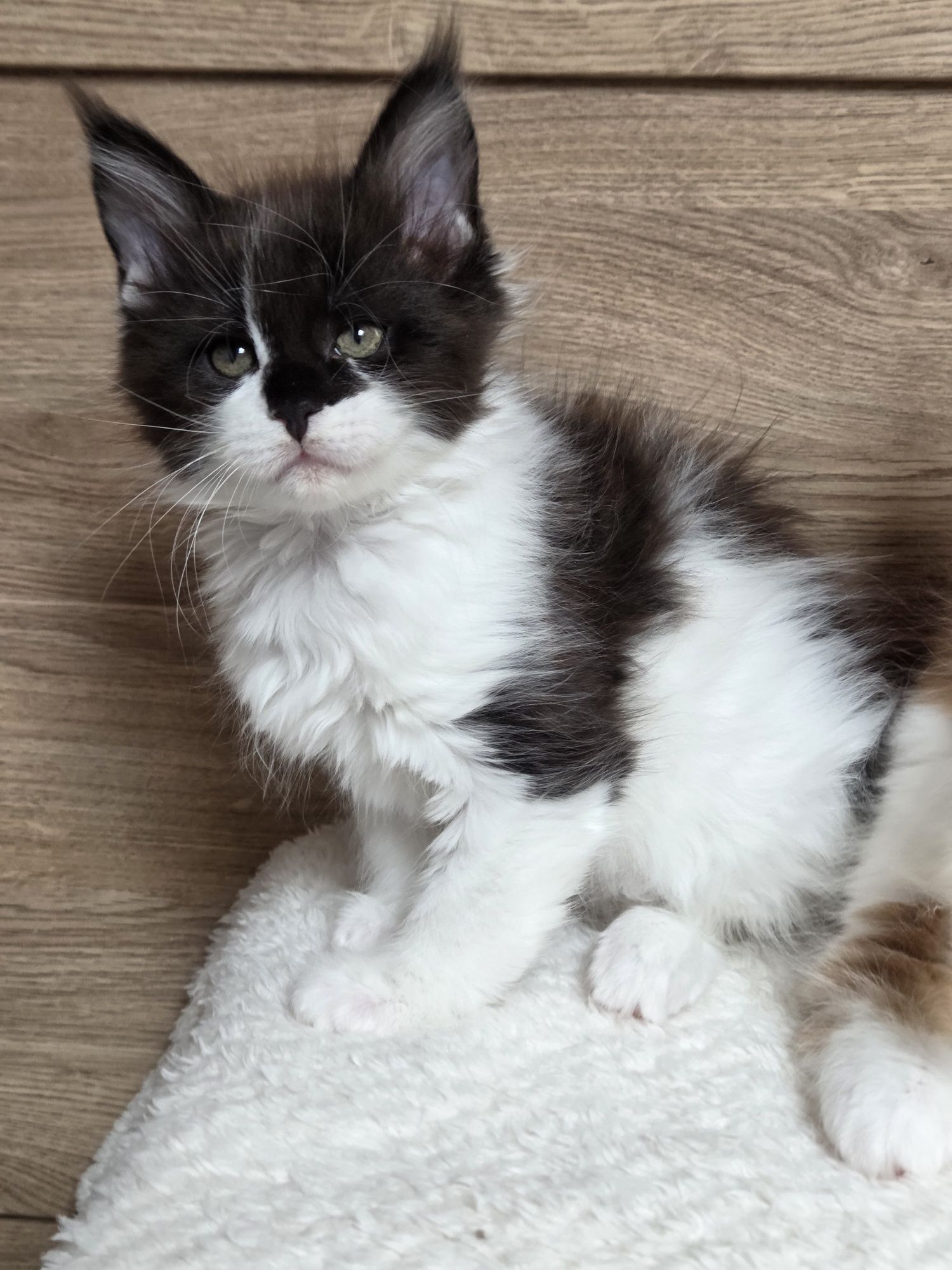 Maine Coon z rodowodem FPL