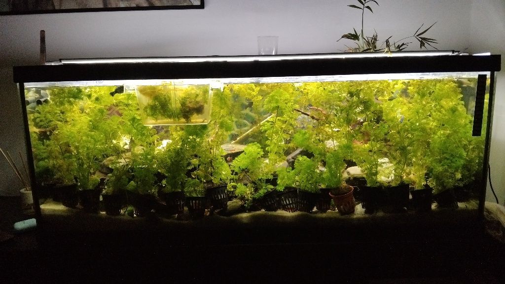 Vasos de Limnophila sessiliflora vários tamanhos