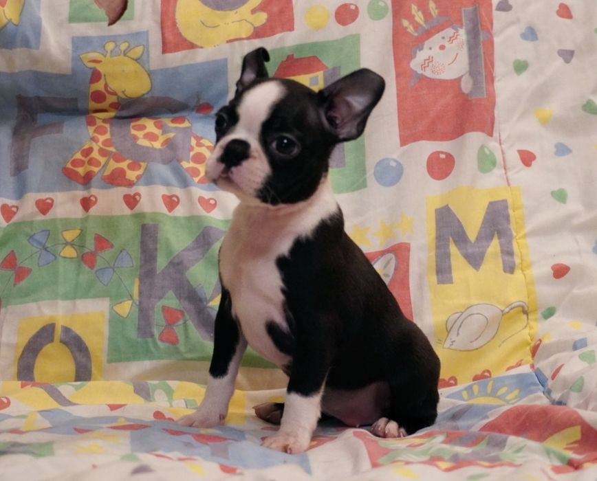 Boston terrier suczka