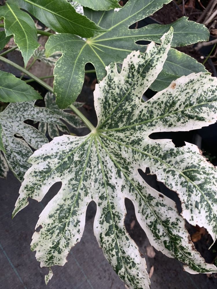 Fatsia Spider zimozielona