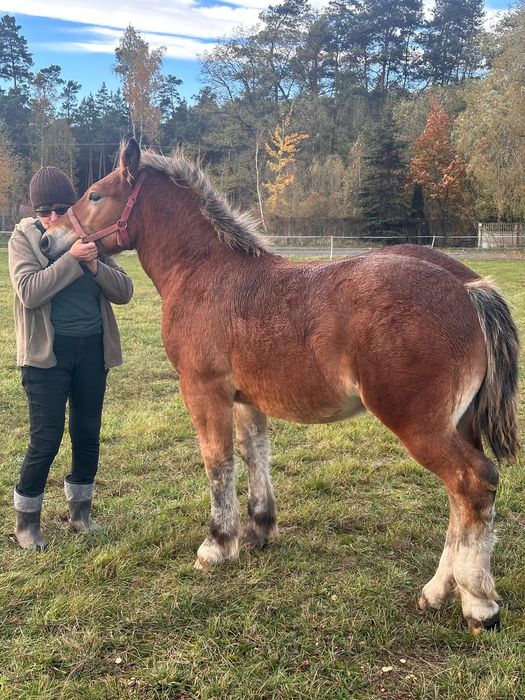 Gniady ogierek zimnokrwisty księga główna