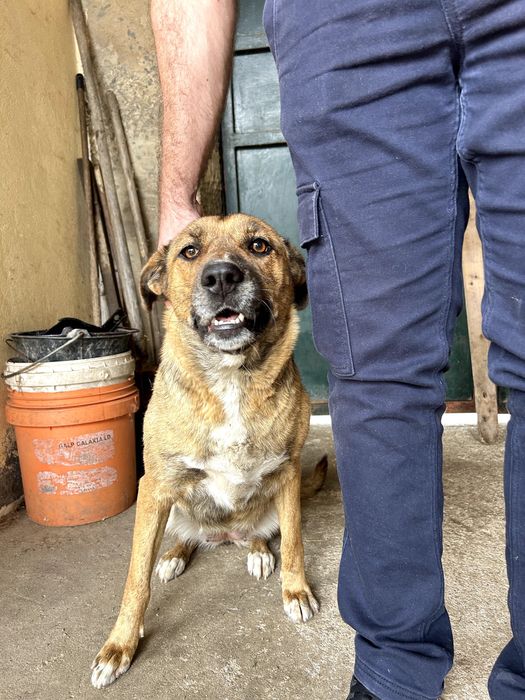 Adoção Responsável - Cadela