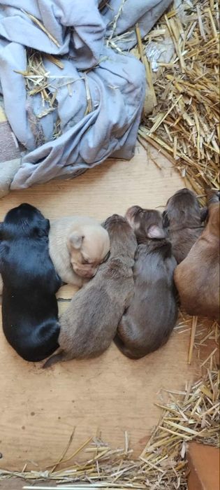 6 pięknych szczeniąt  do oddania