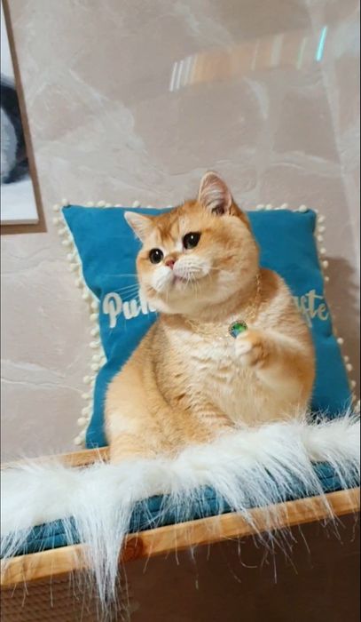 Британский золотой шиншилла