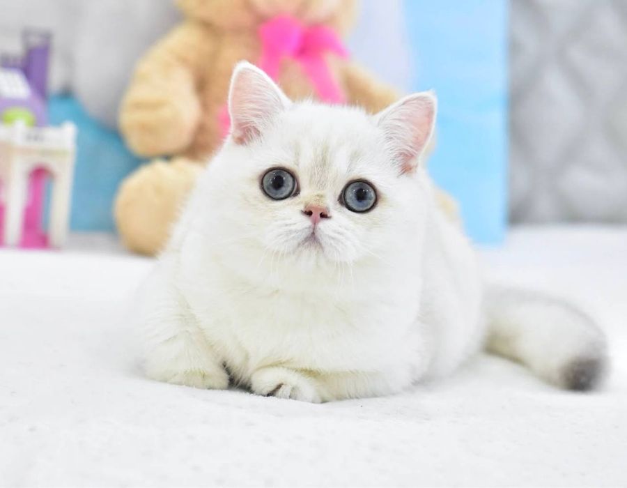 Дівчинка британська короткошерстна