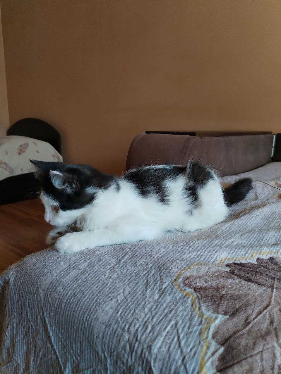 Кошенятко (котик) в добрі руки (безкоштовно) - Київ