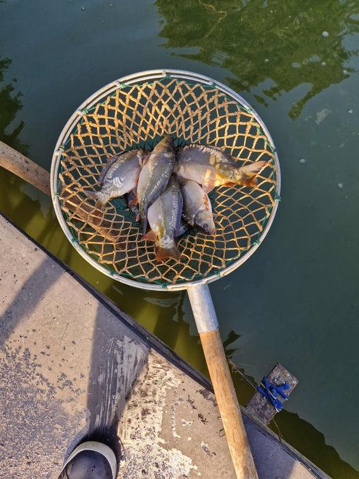 Karp szczupak amur tołpyga