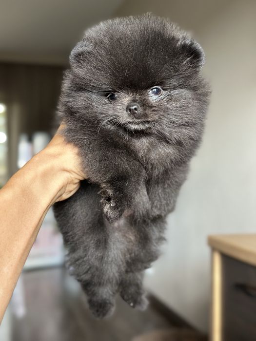 POMERANIAN szpic miniaturowy dziewczynka mini :)