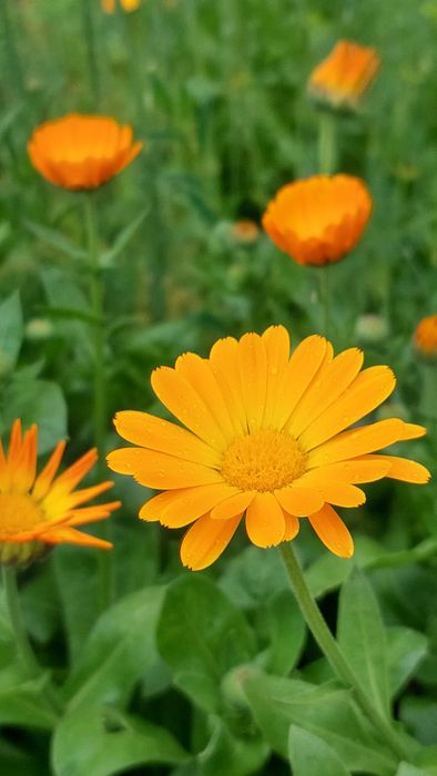 Календула насіння нагідки насіння