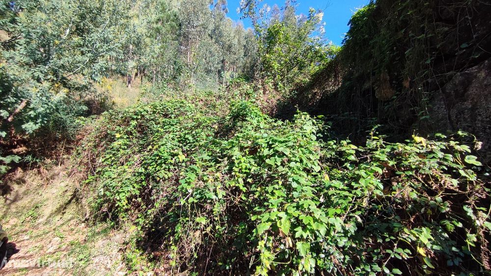 Terreno, Bouro (Santa Maria)