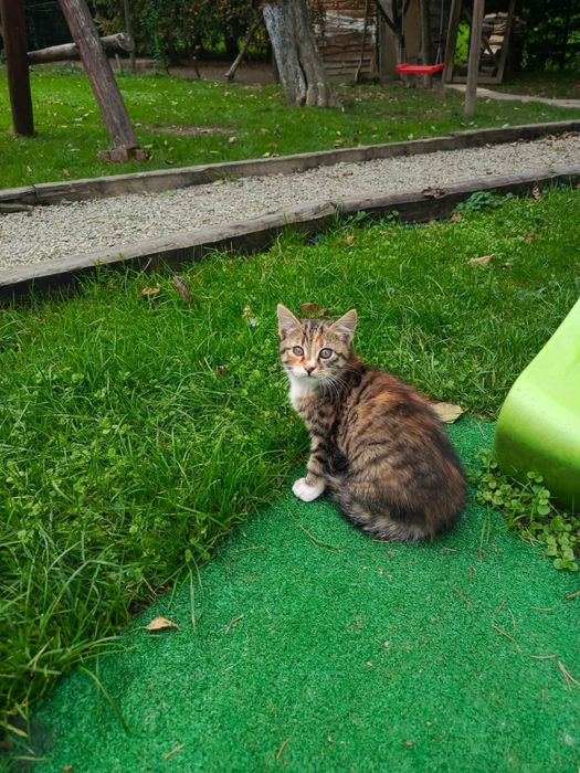 Oddam kotka w dobre rece