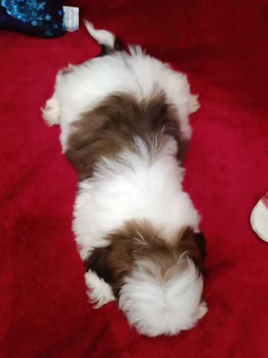 Неймовірні дівчата ши тцу у найкращі ручки КСУ ( FCI )