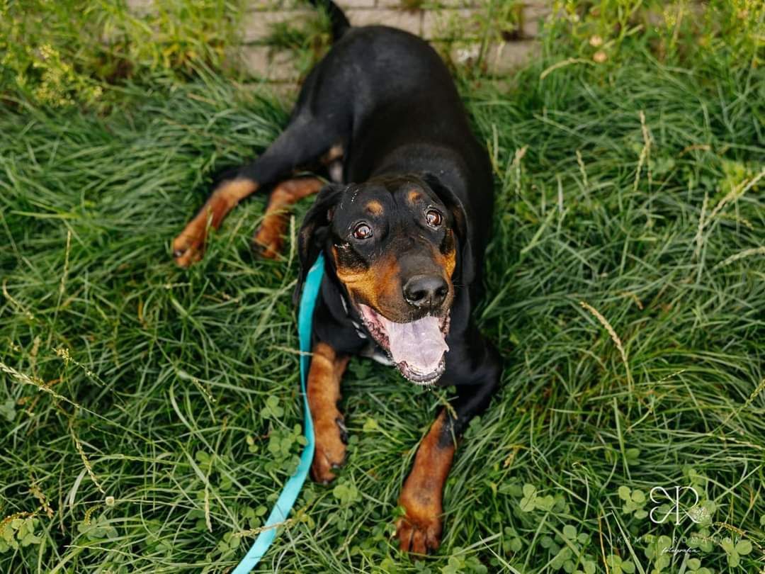 Piorun Gończy polski do adopcji!