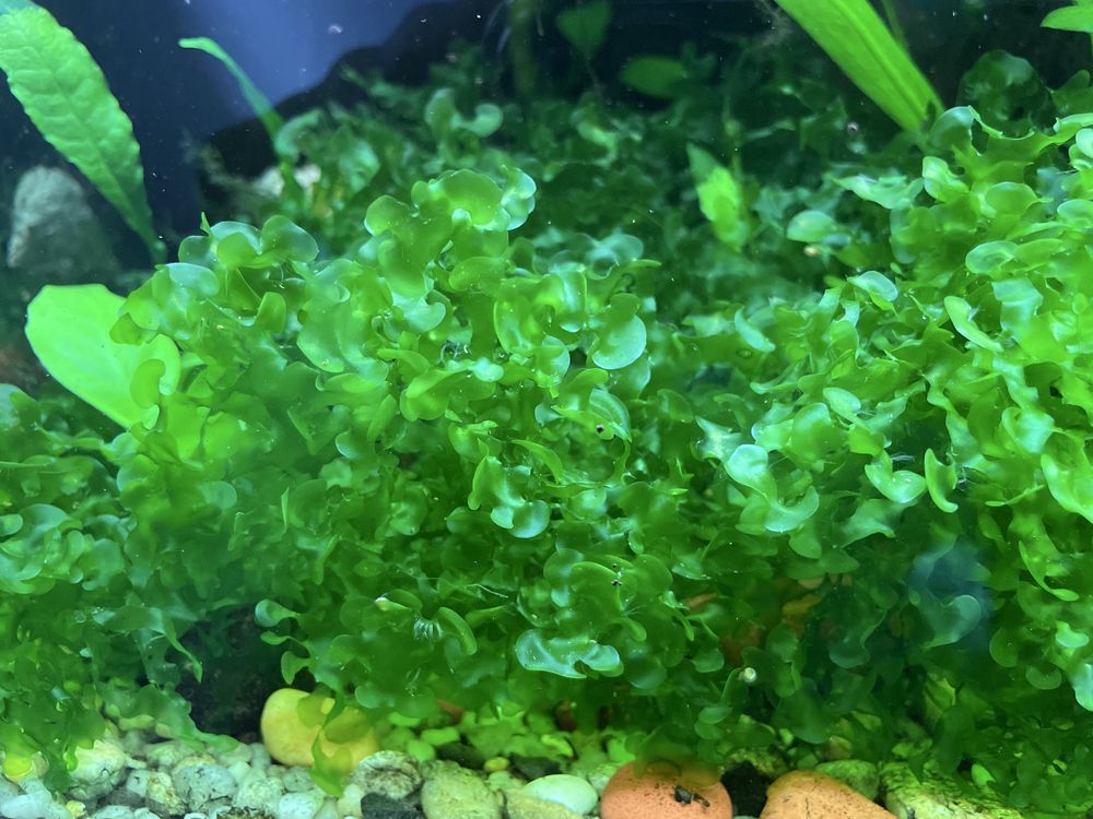Amazonka roslina roslinka akwariowa watrobowiec microzorium