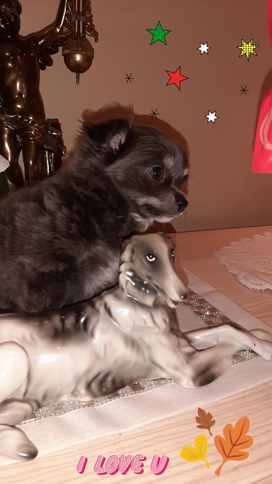 Śliczna suczka Kaja Chihuahua