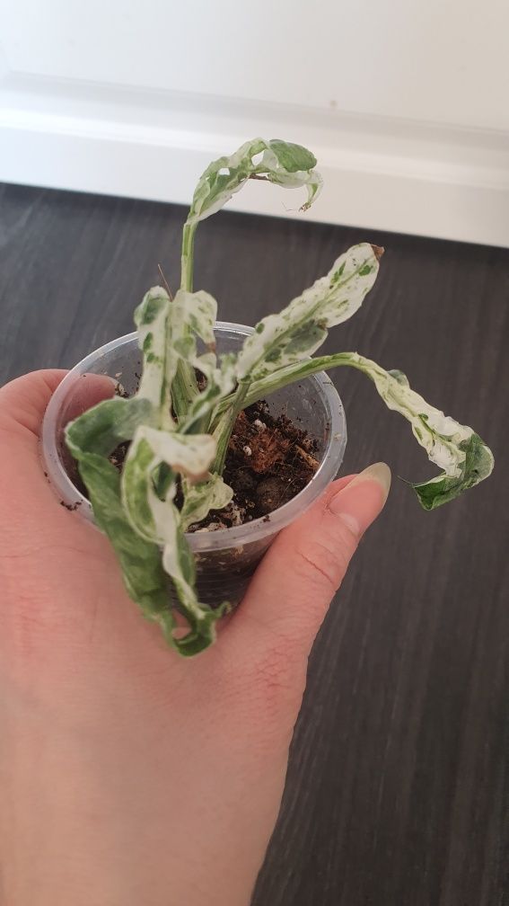 Monstera Frozen freckles variegata