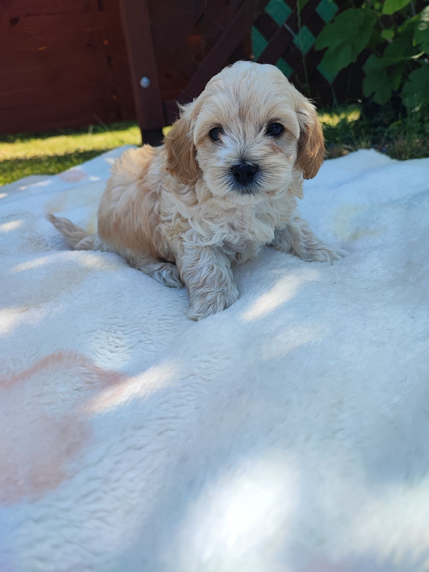 Maltipoo chłopiec F1