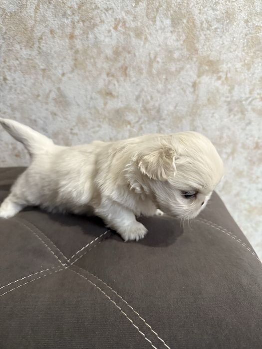 Королівські пекінесики білі