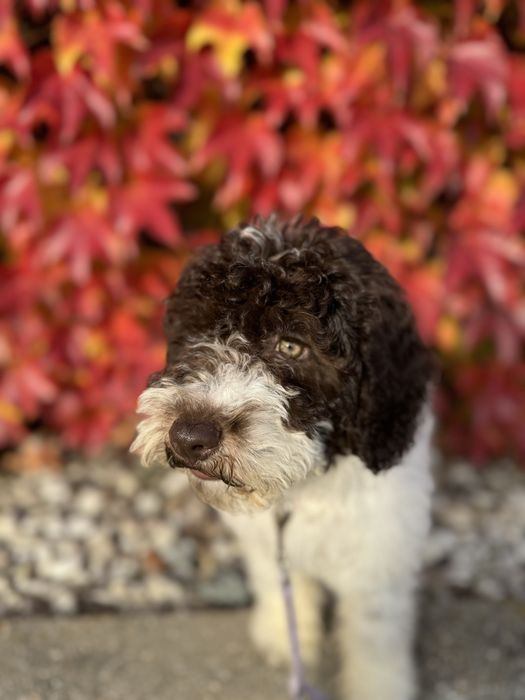 Hiszpański Pies Dowodny do kochania