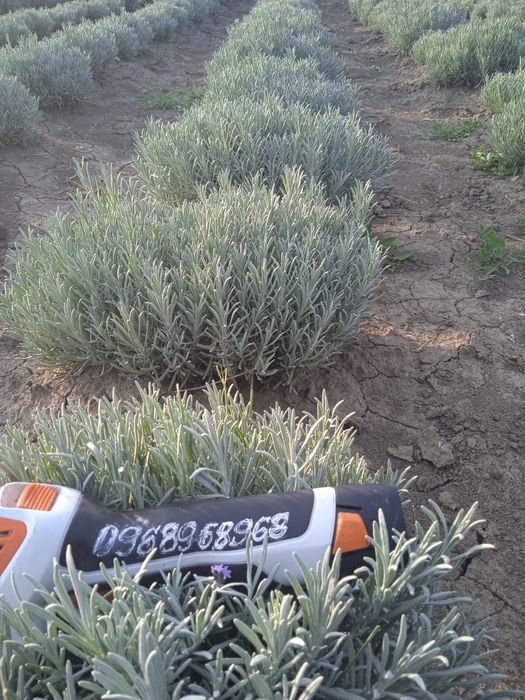 Лавандин GROSSO   лаванда кущі саджанці ОПТОМ