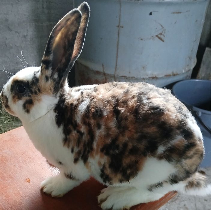 Samica rex trójbarwny