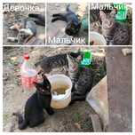 Котята ищут дом! SOS!