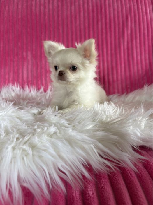 Chihuahua  przepiękny mini piesek Nico