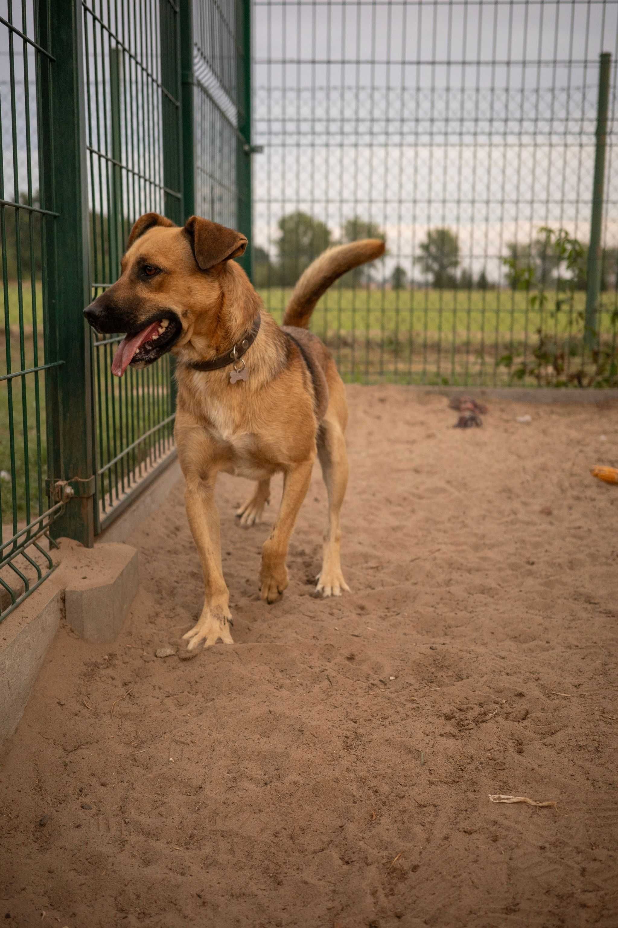 Reks szuka domu! Psiak do adopcji!