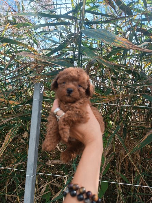 Тікап пудель міні і мальтіпу F1 ф2 дівчатка і хлопчики Ред  Львів.