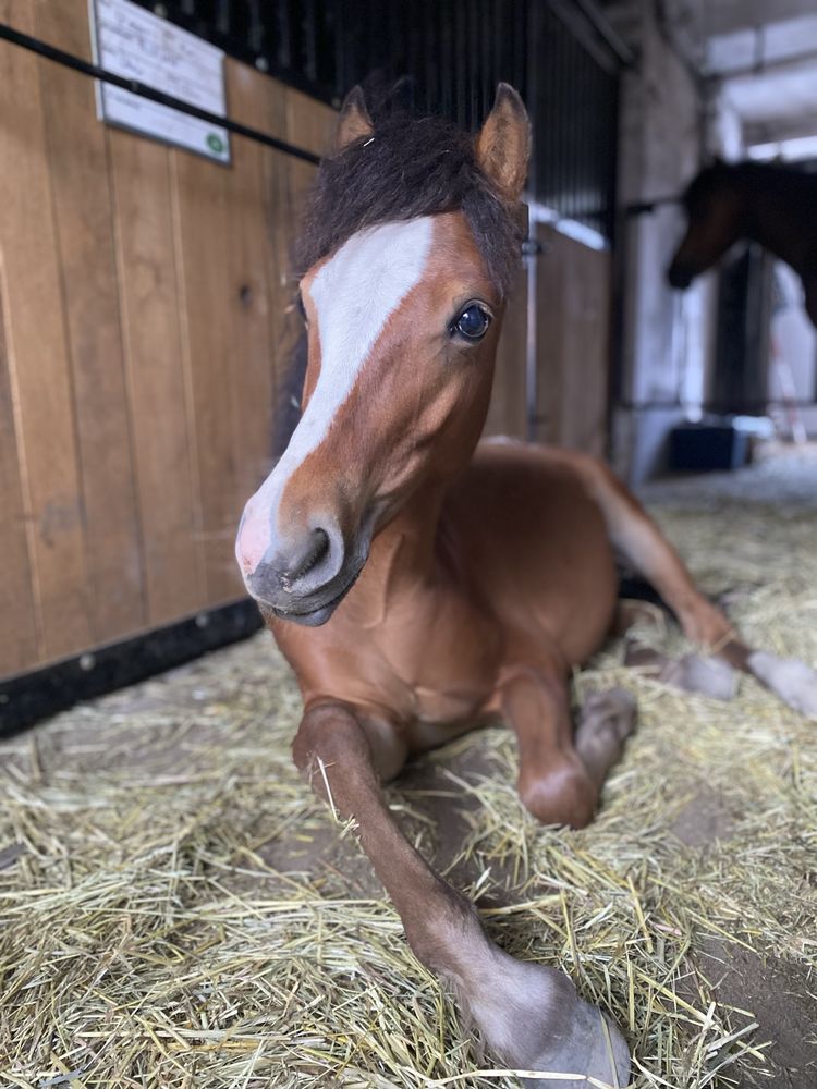 Sprzedam tarantowatego wałacha po Arabian-Atin-Ro