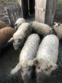 Продам свині мангалиць різного віку