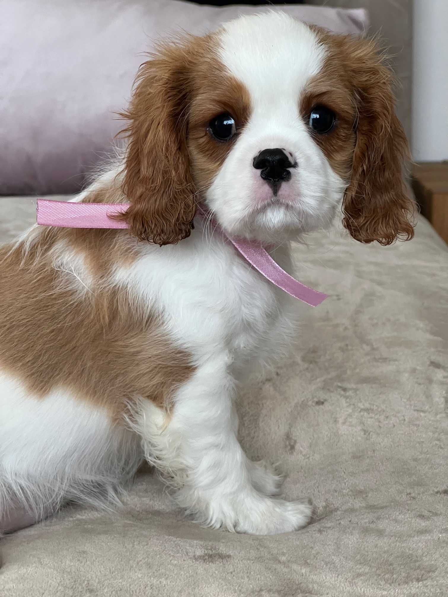 Cavalier King Charles Spaniel