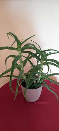 Aloes roślina lecznicza