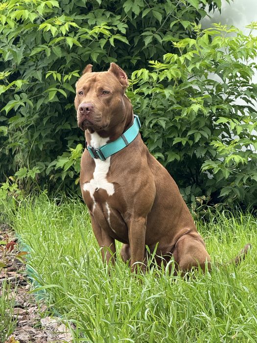 Американський пітбультерʼєр ВЯЗКА (пітбуль XL red nose)