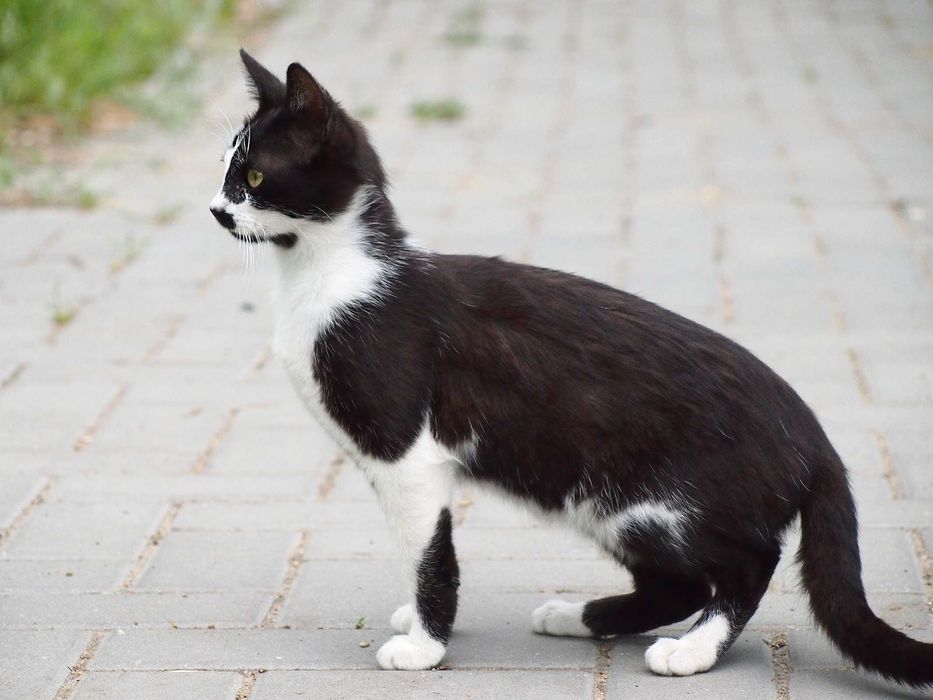 Скромная кошечка ищет дом