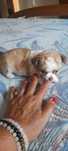 Chihuahua macho pêlo comprido