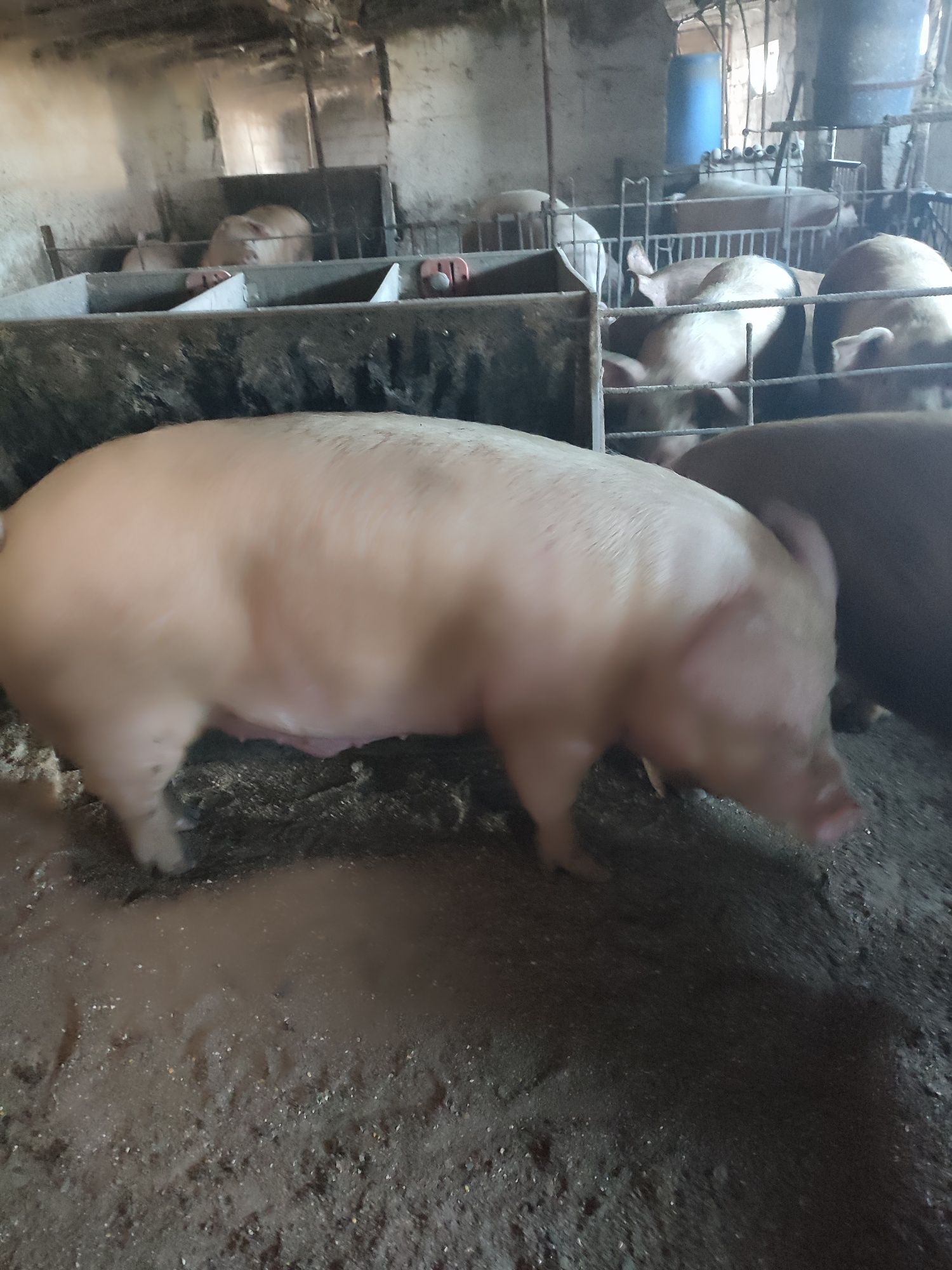 Продам свиней!!!