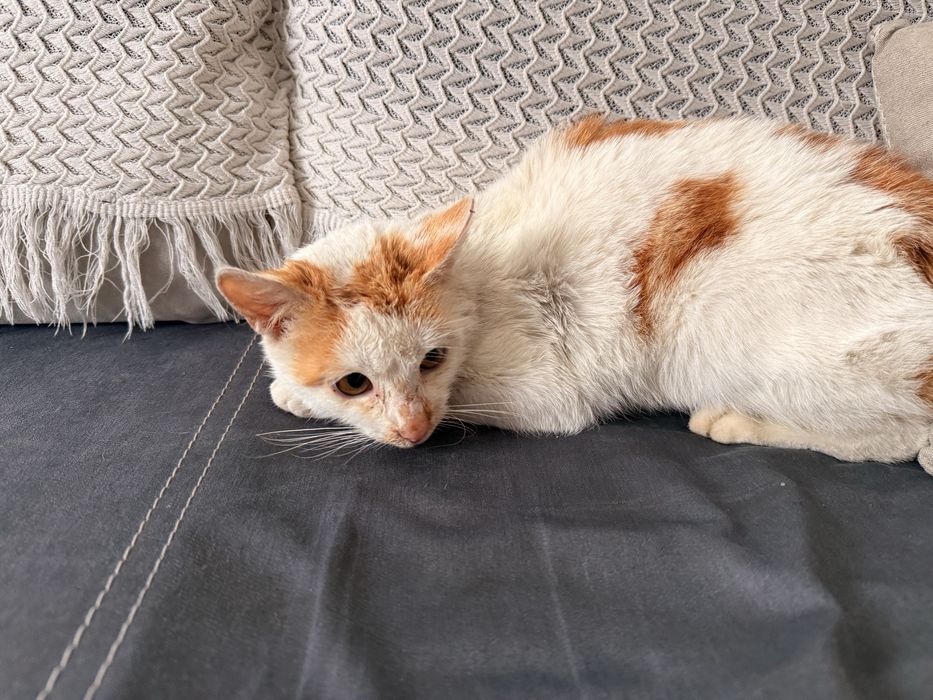 Oddam kotka w dobre!